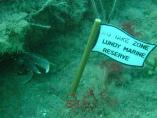 Cant Catch me - Richard Grant - Marine Nature Reserve Ambience - 2nd Place